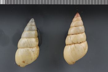 Media type: image;   Malacology 240821 Description: Dry shell;  Aspect: DOR